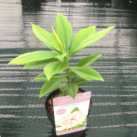 Daphne odora 'Perfume Princess'