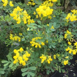 Coronilla valentina subsp.glauca Brockhill Blue