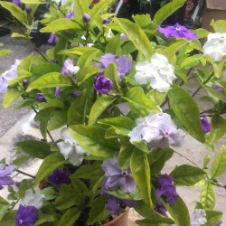 Brunfelsia pauciflora