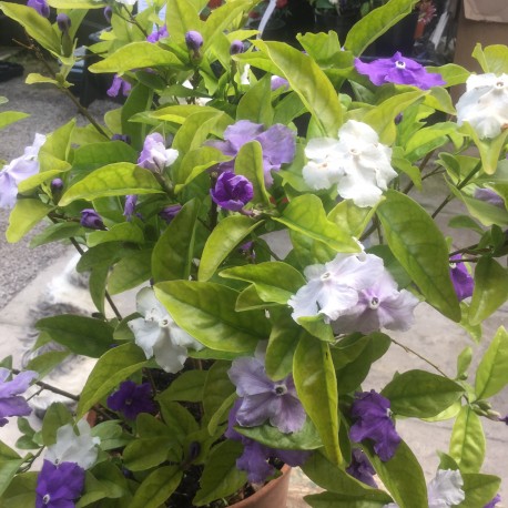 Brunfelsia pauciflora