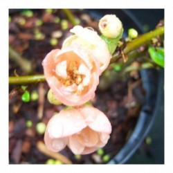 Chaenomeles speciosa 'Geisha Girl'