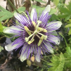Passiflora x Colvillii