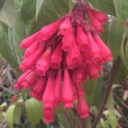 Cestrum roseum Ilnacullin