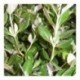 Olearia traversii