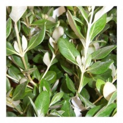 Olearia traversii