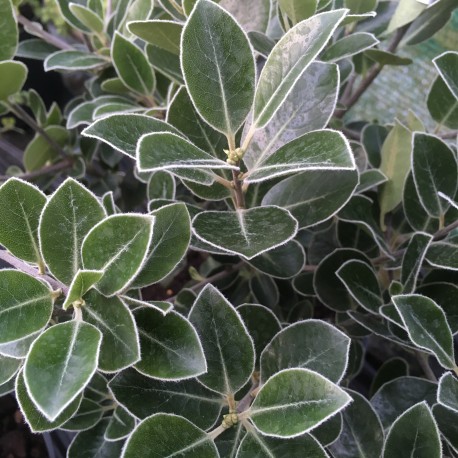 Pittosporum tenuifolium Stephens Island