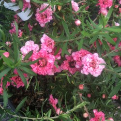 Leptospermum Coral Candy