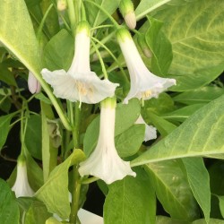 Iochroma australe Andean Snow