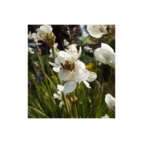 Libertia grandiflora