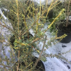Olearia solandri