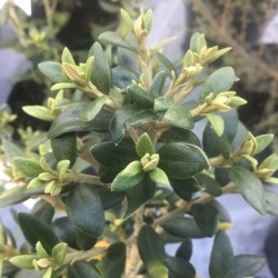 Olearia x haastii