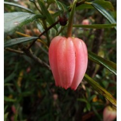 Crinodendron hookerianum Ada Hoffman