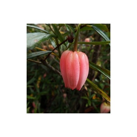 Crinodendron hookerianum Ada Hoffman