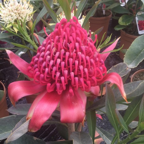 Telopea Shady Lady Red