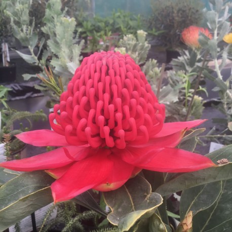 Telopea Shady Lady Crimson