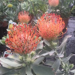 Leucospermum Ayoba Red