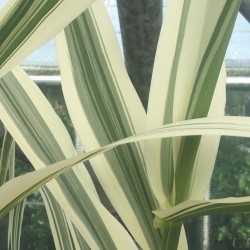 Arundo donax versicolor