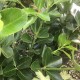 Euonymus japonicus