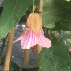 Abutilon megapotamicum Pink Charm