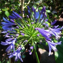 Agapanthus 'Big Blue'