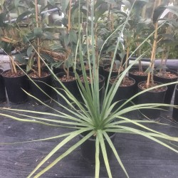 Nolinia nelsonii