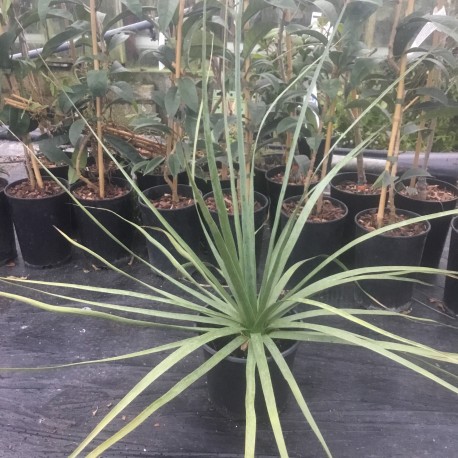 Nolinia nelsonii