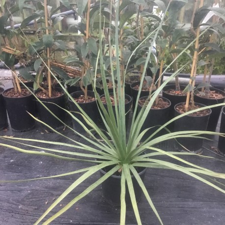 Nolina nelsonii - Blue Bear Grass - Cross Common Nursery