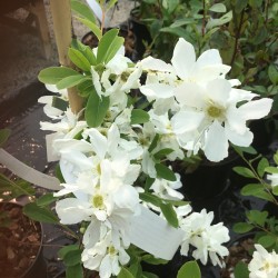 Exochorda x macrantha 'The Bride'