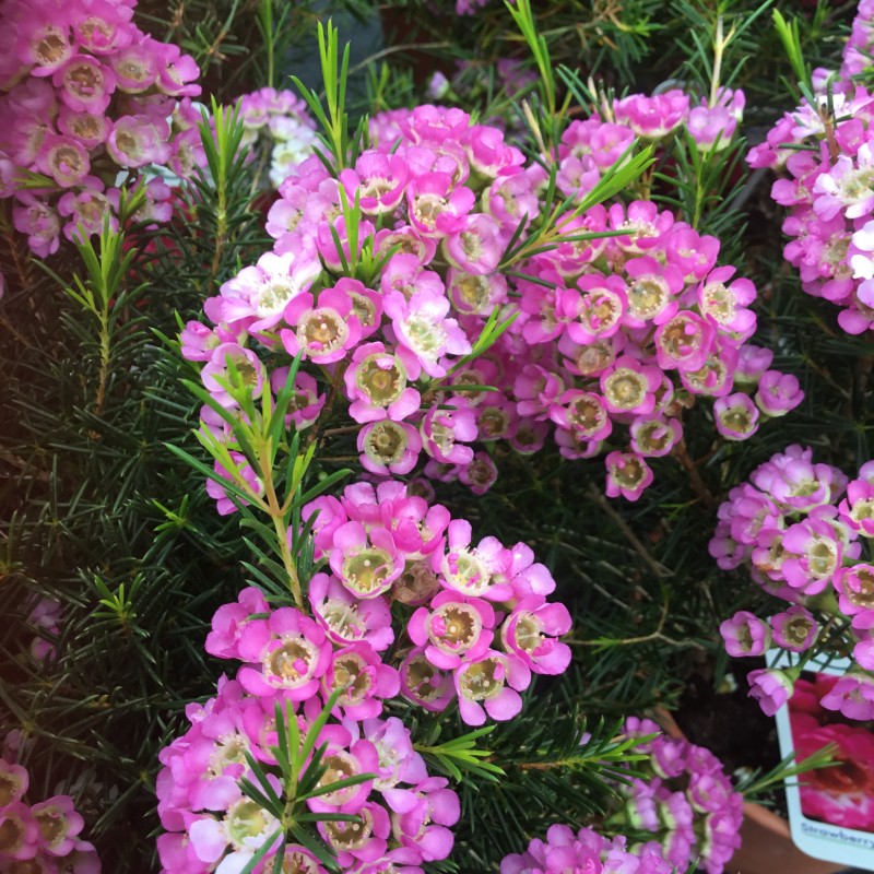Chamelaucium 'Strawberry Suprise' Waxflower Cross Common Nursery