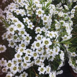 Chamelaucium Chantilly Lace