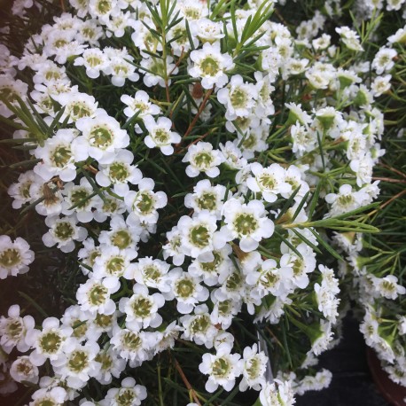 Chamelaucium Chantilly Lace