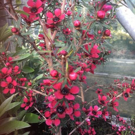 Leptospermum scoparium Wiri Donna