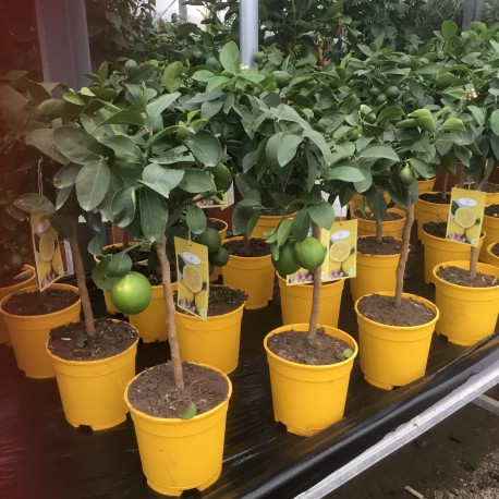 Citrus Lemon Meyer 40cm mini stem
