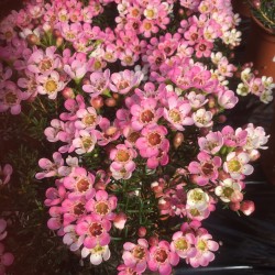 Chamelaucium Uncinatum Sarah's Delight (Waxflower)