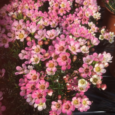 Chamelaucium Uncinatum Sarah's Delight (Waxflower)