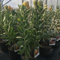 Leucospermum Ayoba Sun