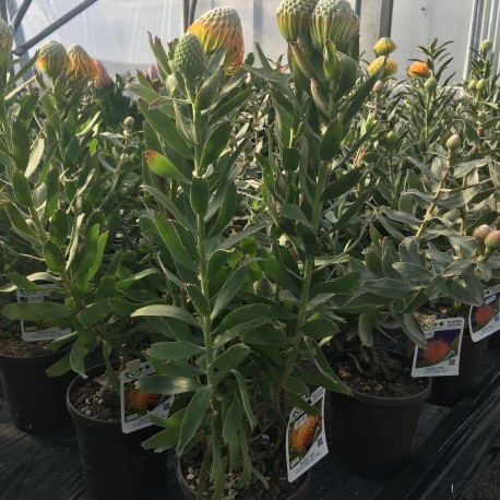 Leucospermum Ayoba Sun