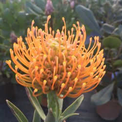 Leucospermum Ayoba Peach