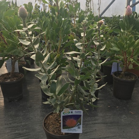 Leucospermum Ayoba Pink