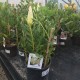 Protea cynaroides 'White Crown’