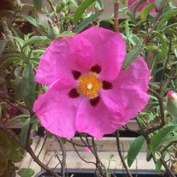Cistus x purpureus