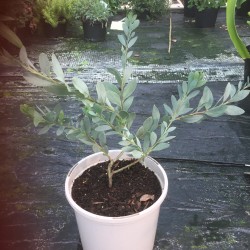 Acacia pataczekii