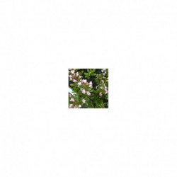 Escallonia 'Apple Blossom'