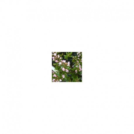Escallonia 'Apple Blossom'