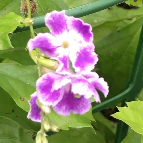 Duranta repens 'Geisha Girl'