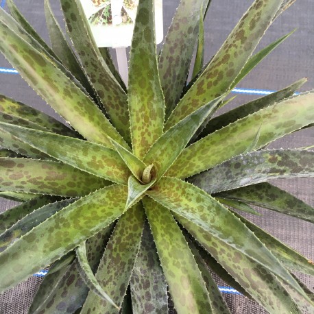 Mangave 'Pineapple Express'