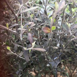 Corokia x virgata Pink Delight