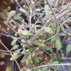 Corokia x virgata 'Red Wonder'