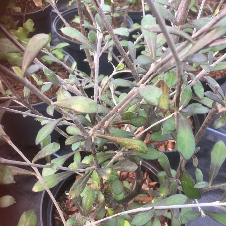 Corokia x virgata 'Red Wonder'
