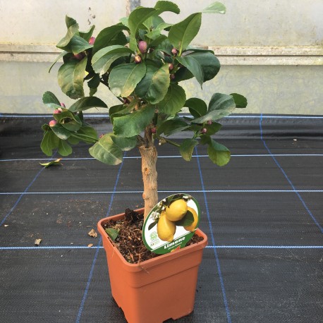 Citrus Lemon Four Seasons 50cm mini stem